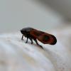 321305 – Photo : Mathurin CARNET – France (58)