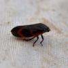 321306 – Photo : Mathurin CARNET – France (58)
