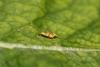 321881 – Photo : Daniel INGREMEAU – France (36)