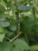 321579 – Photo : Catherine Reymonet-Smitten – France (19)
