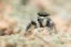 321147 – Photo : Jessica Joachim – Espagne