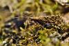 321718 – Photo : Guillaume Huot-Marchand – France (88)