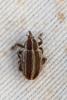 321826 – Photo : Mathurin CARNET – France (71)