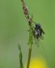 321695 – Photo : Didier GODREAU – France (85)