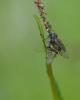 321696 – Photo : Didier GODREAU – France (85)