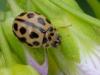 321243 – Photo : Bernard LAVIRON – France (31)