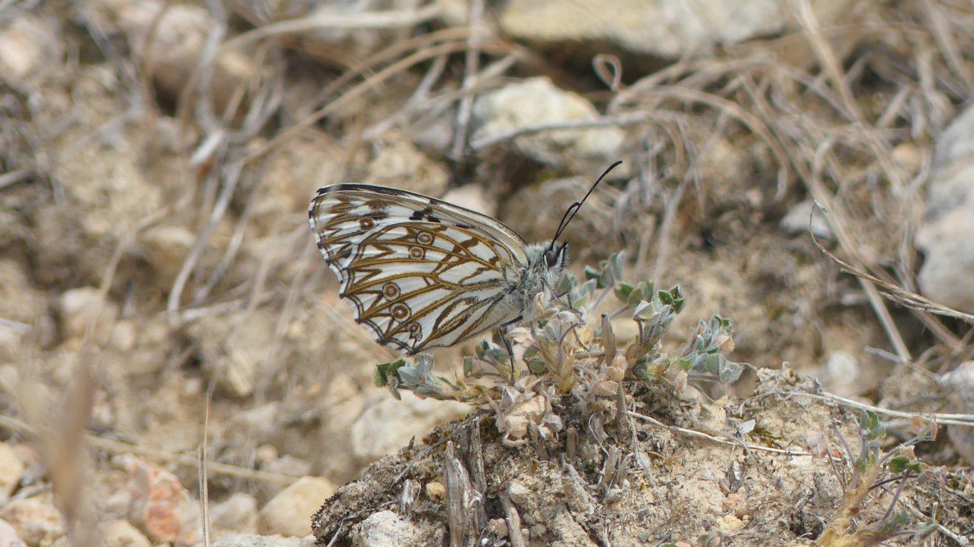 florent besson - Melanargia occitanica - réf. 321917 (1400 x 787 pixels, 218 ko)