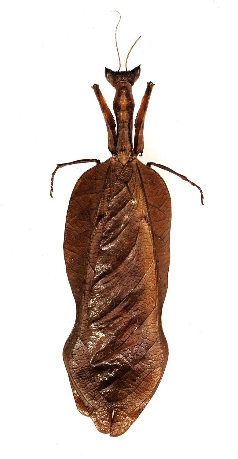 Michel Gyment - Acanthops fuscifolia - réf. 321386 (779 x 1500 pixels, 135 ko)