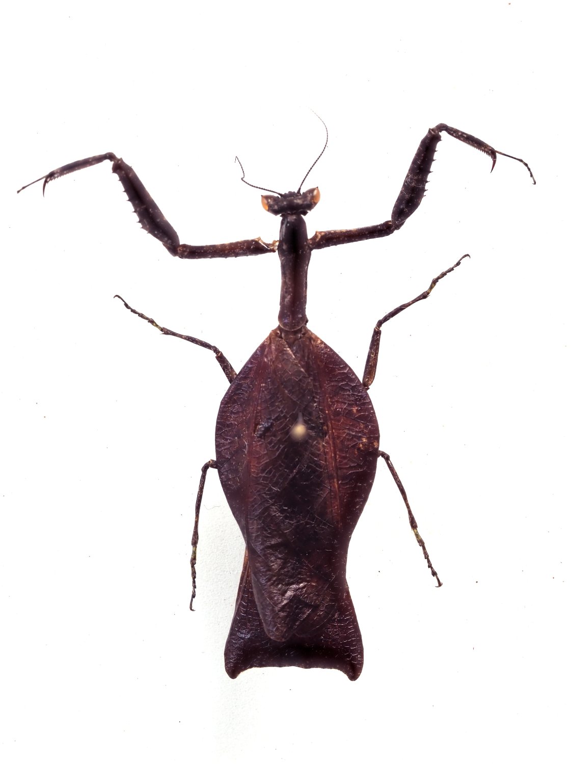Michel Gyment - Beieracanthops amazonica - réf. 321556 (1125 x 1500 pixels, 106 ko)