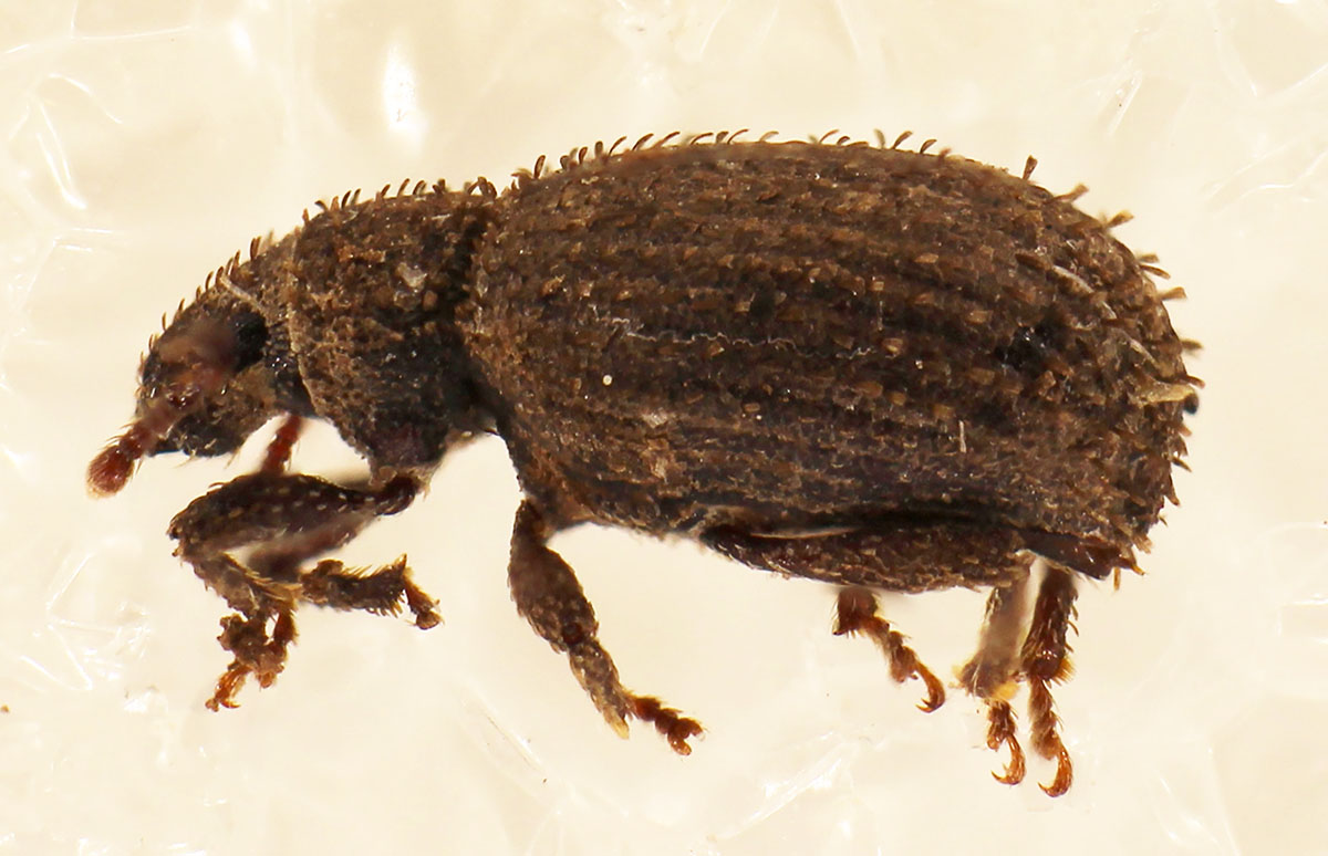 Jacques Citoleux - Entiminae inconnu - réf. 321476 (1200 x 774 pixels, 160 ko)