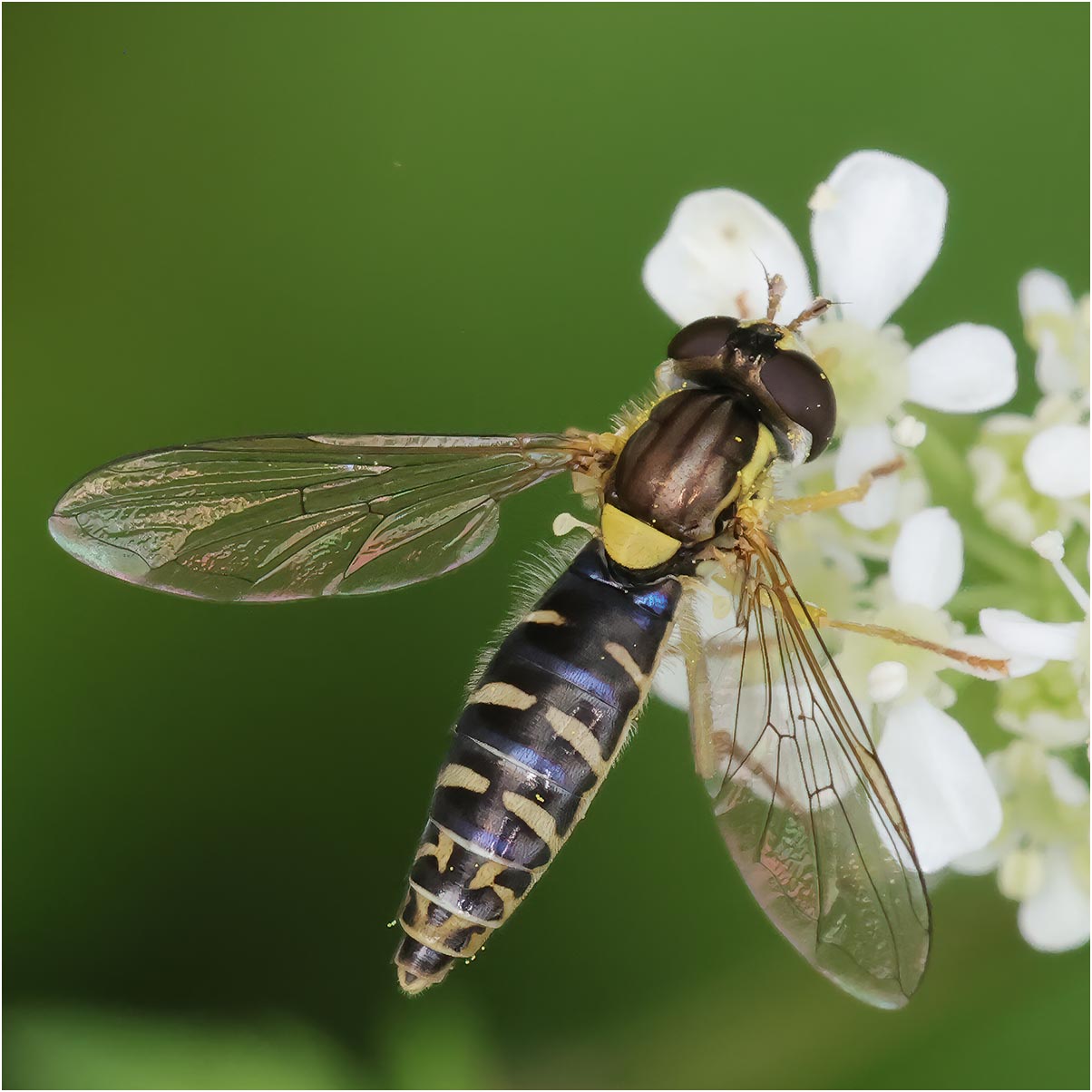 Benoit Guillon - Sphaerophoria sp. - réf. 321759 (1204 x 1204 pixels, 126 ko)