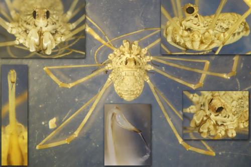 Megabunus sp.