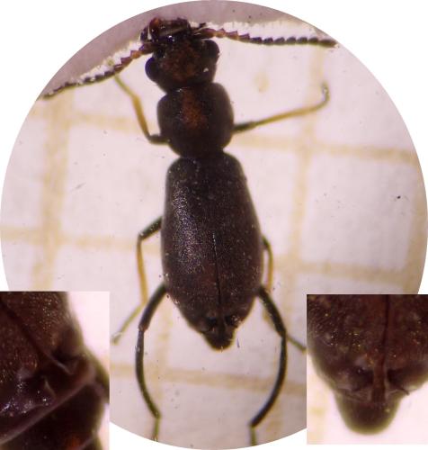 Charopus pallipes