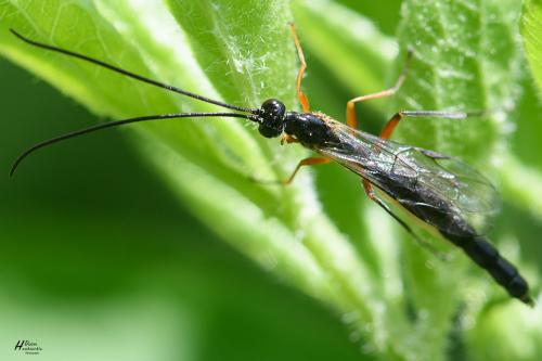 Réf. 322 044 : Dolichomitus sp.