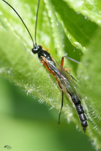 Réf. 322 040 : Dolichomitus sp.