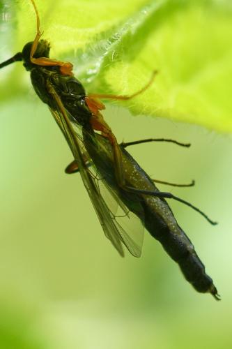 Réf. 322 111 : Dolichomitus sp.