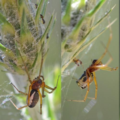 Frontinellina frutetorum