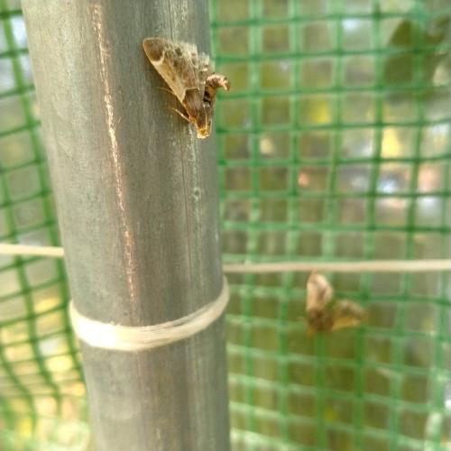 Pyralis farinalis