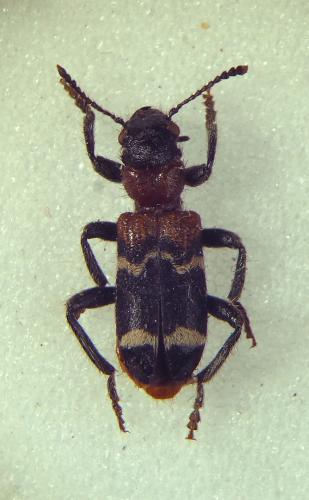 Réf. 322 706 : Thanasimus formicarius
