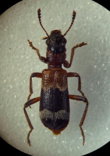 Thanasimus femoralis