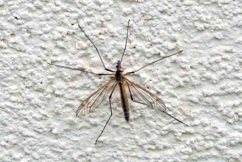 Tipula vernalis