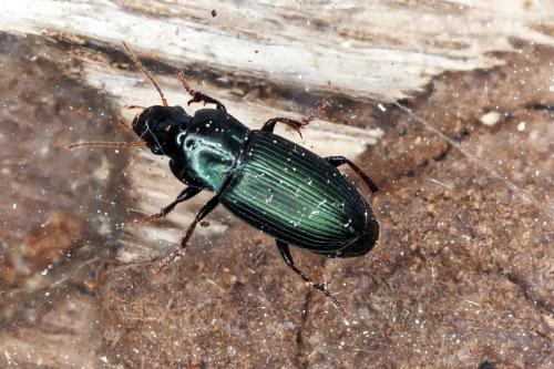Réf. 322 178 : Harpalus honestus
