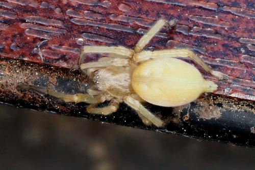 Réf. 322 466 : Cheiracanthium sp.