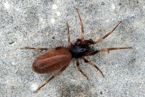 Harpactea hombergi