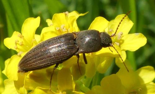 Agriotes lineatus