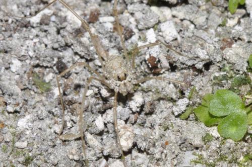 Megabunus sp.