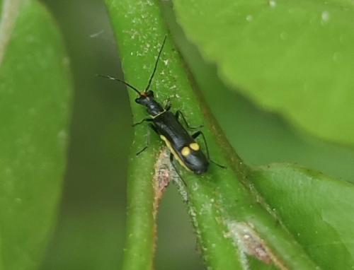 Malthinus scriptus