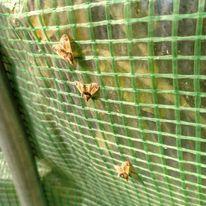 Pyralis farinalis