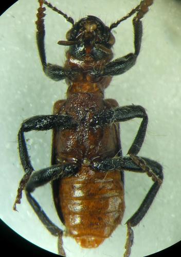 Réf. 322 707 : Thanasimus formicarius