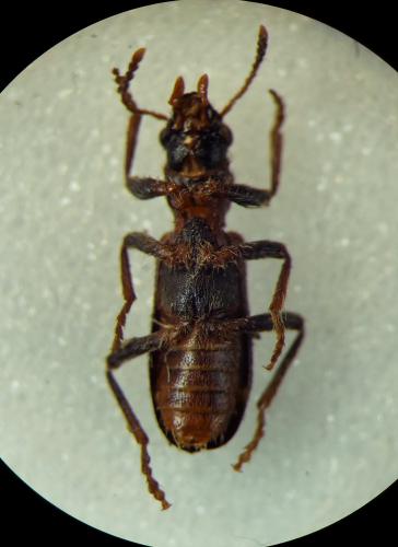 Réf. 322 709 : Thanasimus formicarius