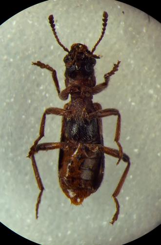 Thanasimus femoralis
