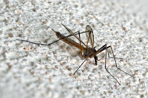 Tipula vernalis