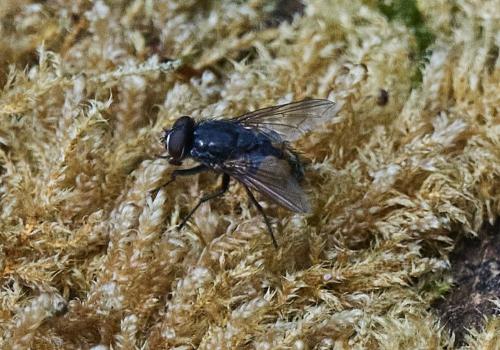 Musca autumnalis