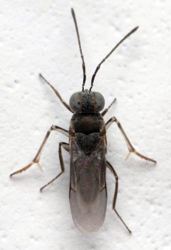 Anagyrus sp.