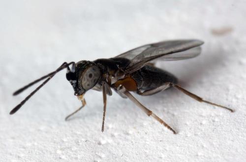 Réf. 322 690 : Anagyrus sp.