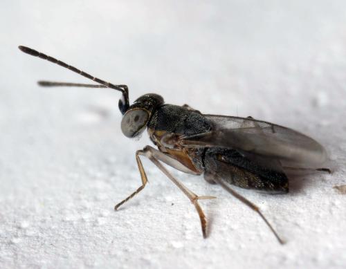 Réf. 322 689 : Anagyrus sp.