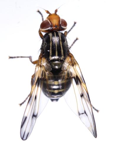 Otites porcus
