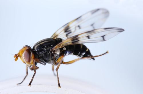 Otites porcus