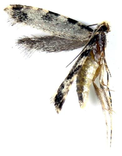 Réf. 322 796 : Nemapogon sp.