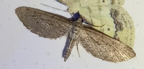 Réf. 322 456 : Eupithecia scopariata