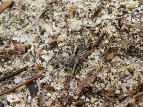 Réf. 322 068 : Xerolycosa (miniata-nemoralis)