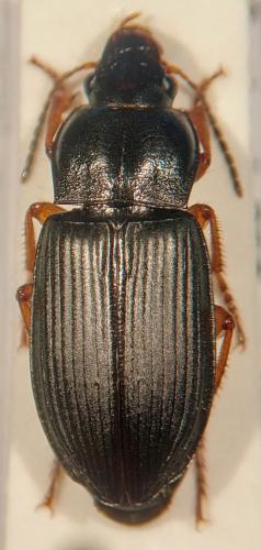 Anisodactylus nemorivagus