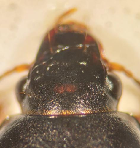 Anisodactylus nemorivagus