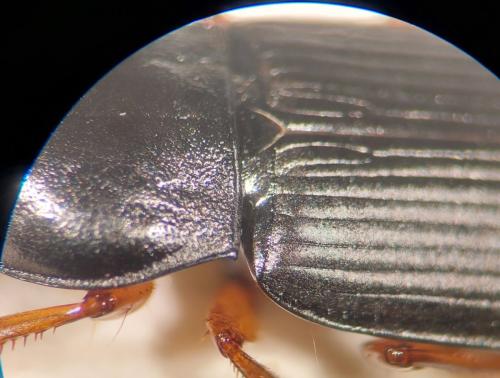 Réf. 322 170 : Anisodactylus nemorivagus