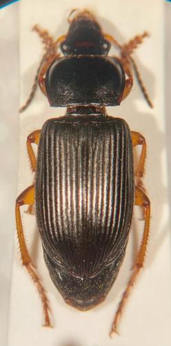 Anisodactylus binotatus