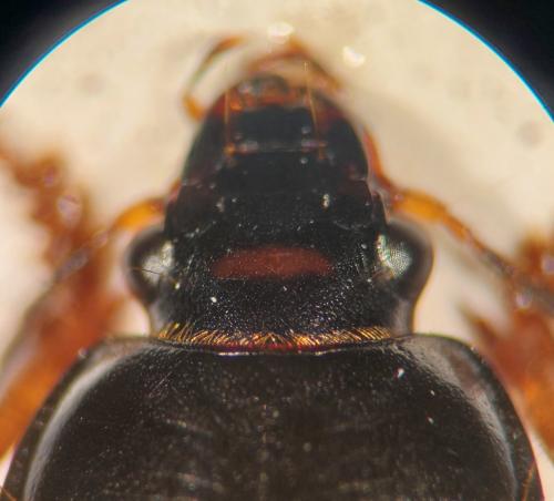 Anisodactylus binotatus